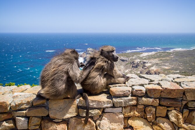 From Cape Town: Table Mountain, Cape of Good Hope & Penguins including Park Fees - One long day that covers Cape Town’s greatest hits