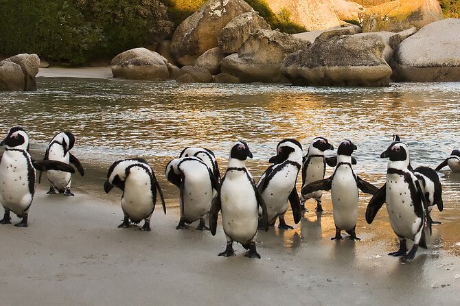 From Cape Town: Table Mountain, Cape of Good Hope & Penguins including Park Fees - Hout Bay gives you a choice, but not unlimited time