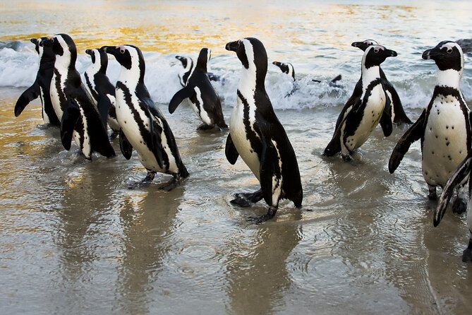 From Cape Town: Table Mountain, Cape of Good Hope & Penguins including Park Fees - Cape of Good Hope is more than a signboard