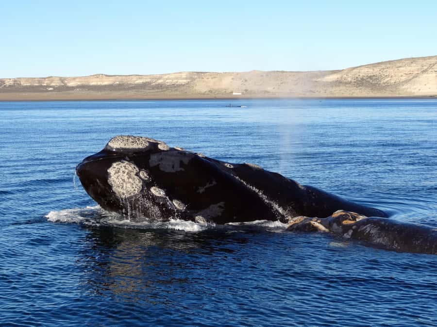 From Cape Town: Whale Watching Tour in Hermanus and Gansbaai - Arriving in Gansbaai for the whale cruise