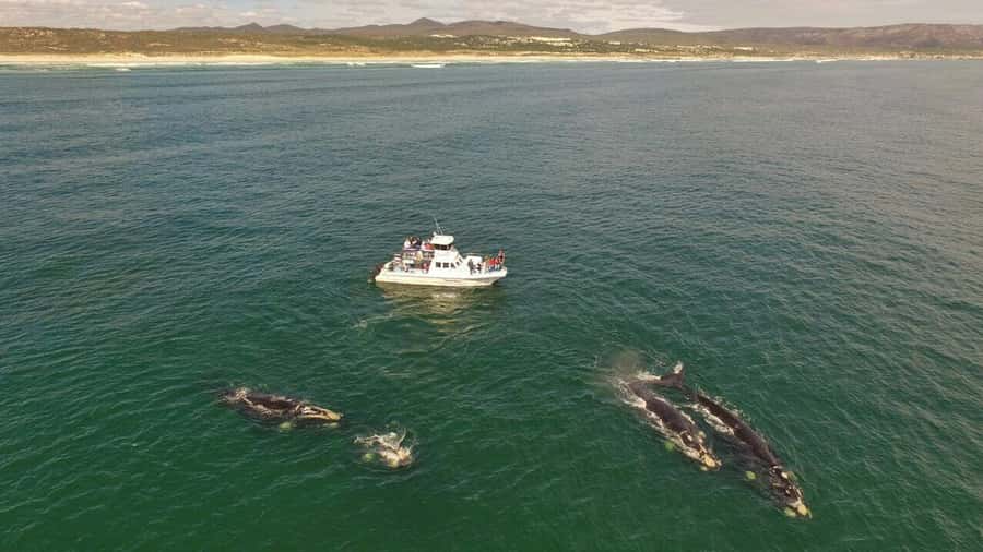 From Cape Town: Whale Watching Tour in Hermanus and Gansbaai - Guides make the long drive worthwhile