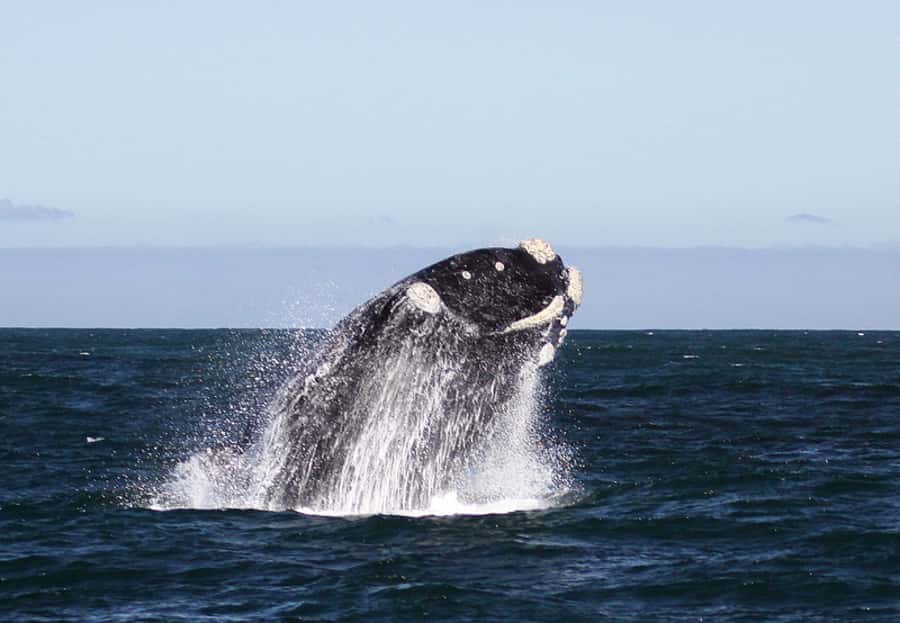 From Cape Town: Whale Watching Tour in Hermanus and Gansbaai - Weather, cancellations, and realistic expectations