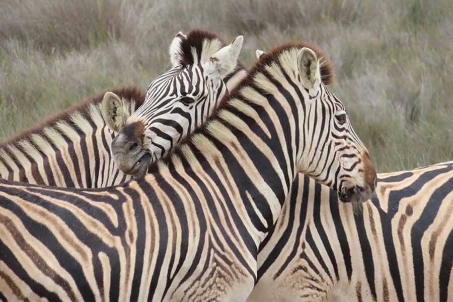 From Cape Town: Wildlife Safari, Olive, Beer & Wine Tasting - Key points at a glance