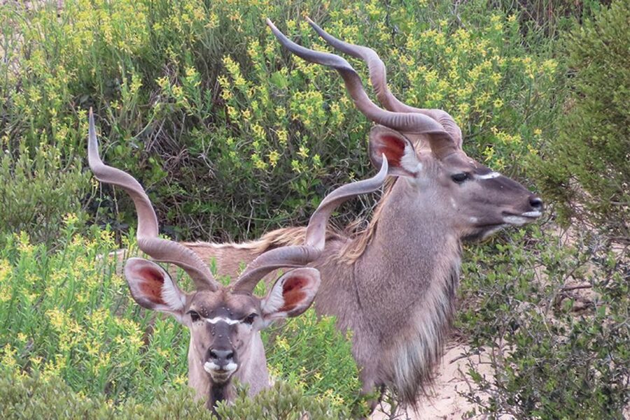 From Cape Town: Wildlife Safari, Olive, Beer & Wine Tasting - A West Coast day built around contrasts