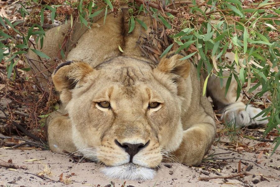 From Cape Town: Wildlife Safari, Olive, Beer & Wine Tasting - Buffelsfontein and the game drive