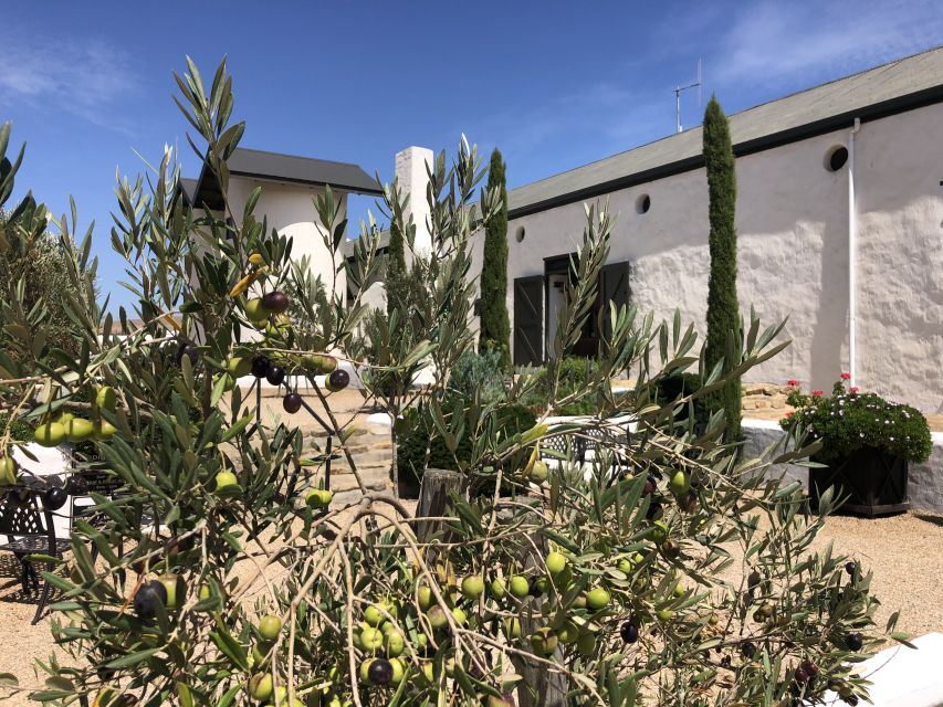 From Cape Town: Wildlife Safari, Olive, Beer & Wine Tasting - Darling Brew and a practical lunch stop