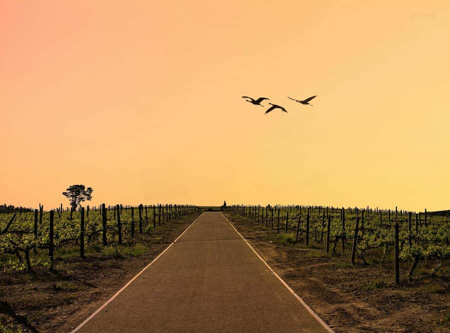 From Cape Town: Winelands Full Day Tour and Wine Tasting - Why this full-day route works