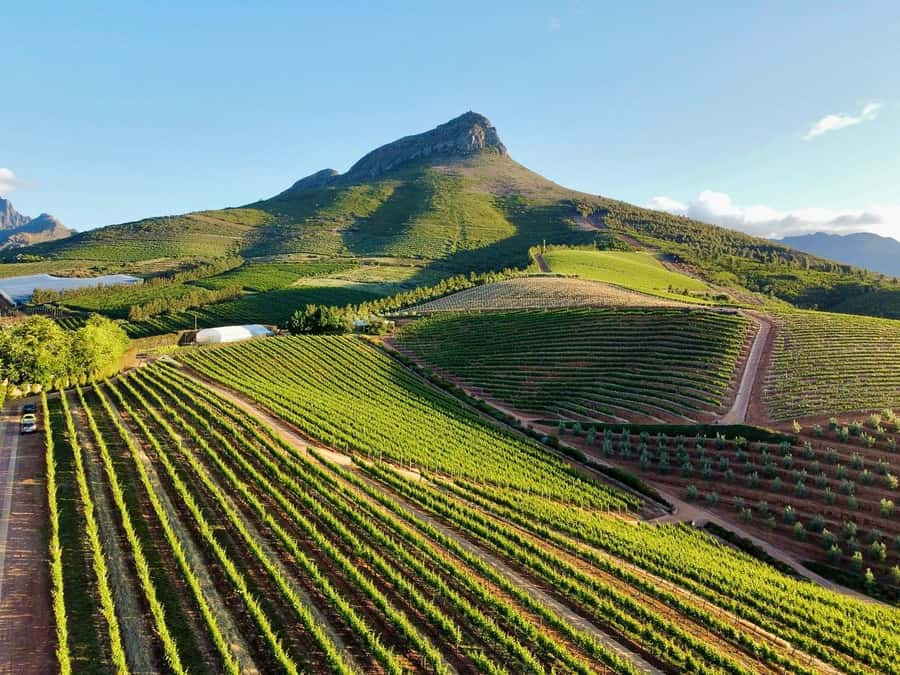 From Cape Town: Winelands Full Day Tour and Wine Tasting - Three estates, three different moods