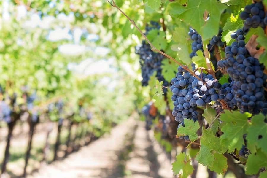 From Cape Town: Winelands Full Day Tour and Wine Tasting - Guides, vehicles, and group size