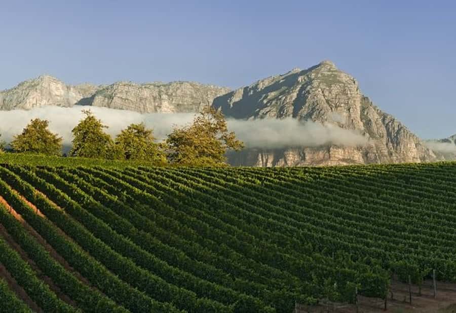 From Cape Town: Winelands Tour and Tastings - Key points to know before booking