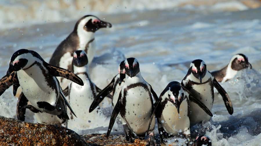 From CapeTown:Full Day Tour to Cape of Good Hope&Cape Point - One day, many faces of the Cape Peninsula