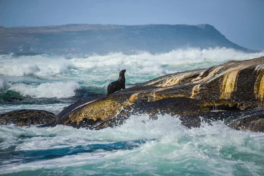 From CapeTown:Full Day Tour to Cape of Good Hope&Cape Point - Cape of Good Hope and Cape Point: the day’s main event