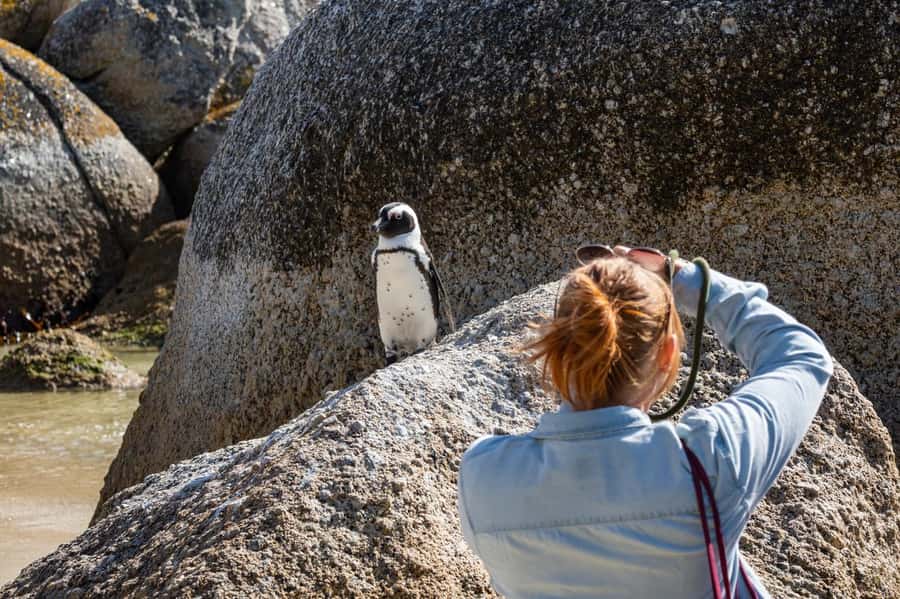 From CapeTown:Full Day Tour to Cape of Good Hope&Cape Point - What the guides add to the day