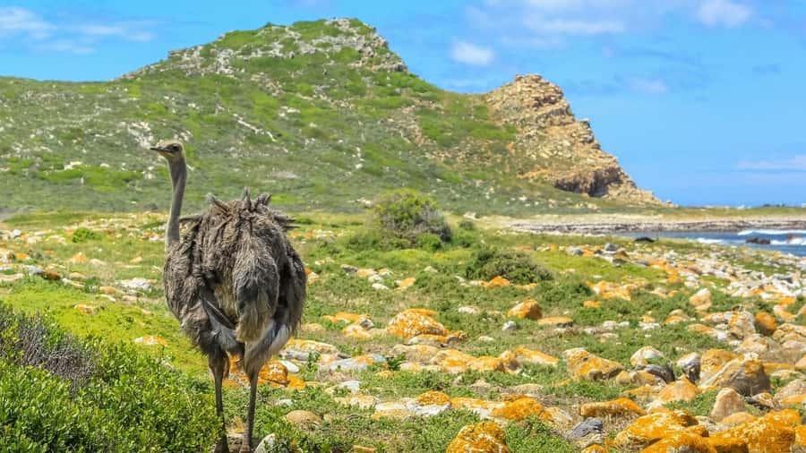 From CapeTown:Full Day Tour to Cape of Good Hope&Cape Point - Bo-Kaap and Maiden’s Cove: a colorful start