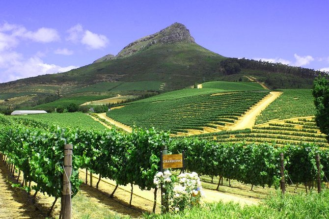 From CapeTown: Stellenbosch Half Day Wine Tour - Who should book this half-day outing?