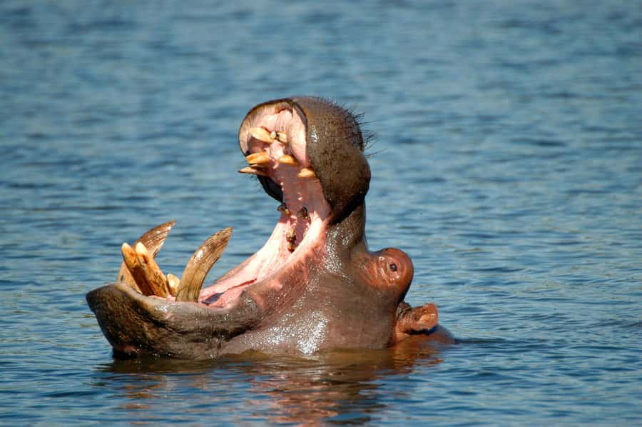 From Durban: Half-Day Safari Tour - Key points to know before you book