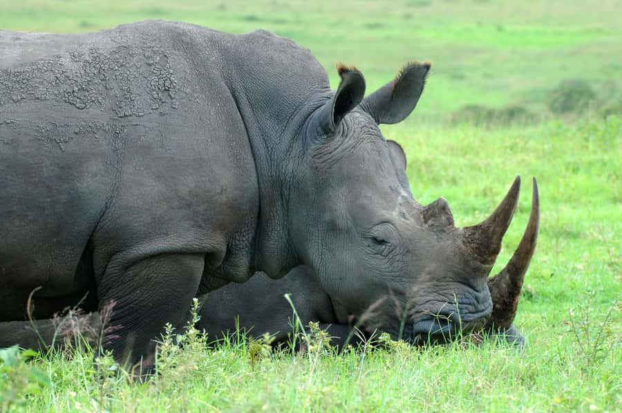 From Durban: Half-Day Safari Tour - Why Tala works well for a short Durban safari