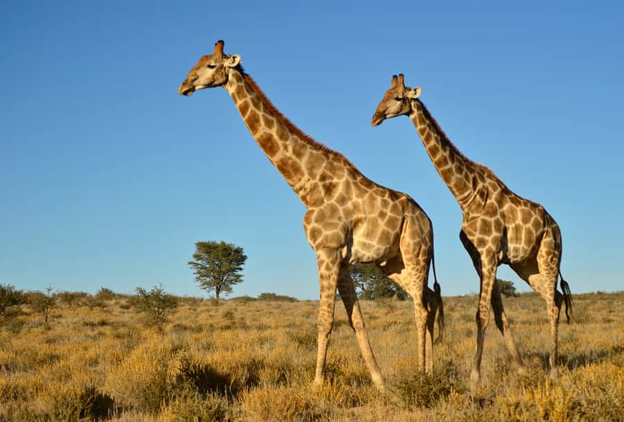 From Durban: Half-Day Safari Tour - The African Raptor Centre adds a different kind of wildlife