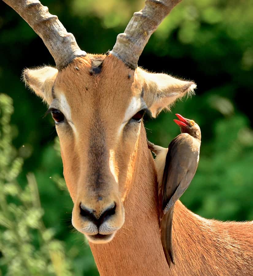 From Durban: Half-Day Safari Tour - What is included, and what you need to plan