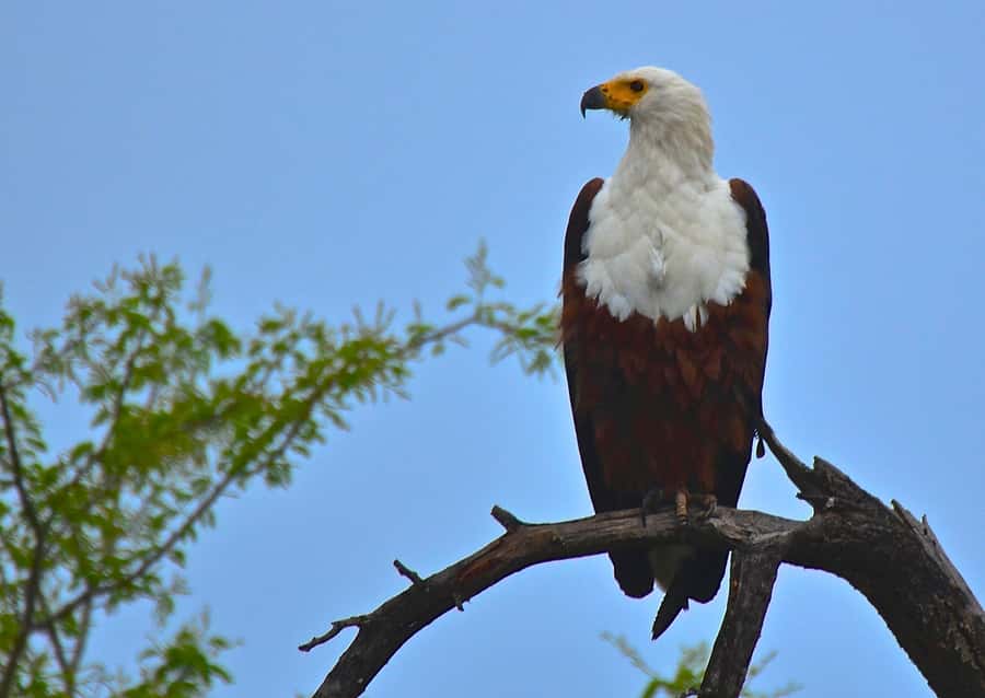 From Durban: Half-Day Safari Tour - Guides make the difference