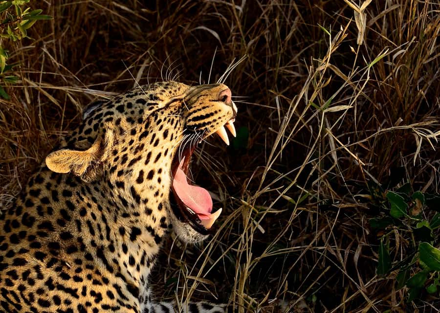 From Durban: Hluhluwe Imfolozi Game Reserve Day Trip - Why Hluhluwe Imfolozi is worth the long ride