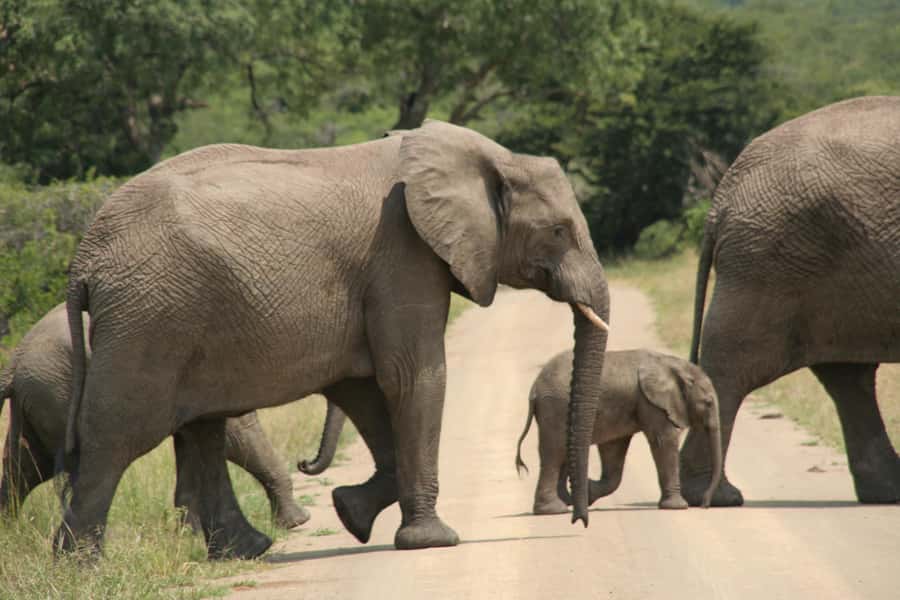 From Durban: Hluhluwe Imfolozi Game Reserve Day Trip - The early departure from Durban