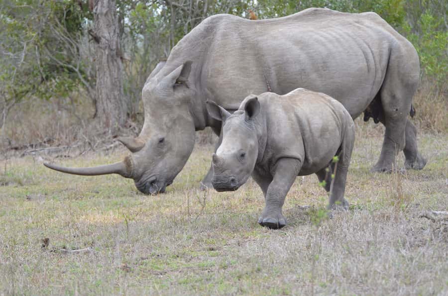 From Durban: Hluhluwe Imfolozi Game Reserve Day Trip - Should you pay extra for an open safari vehicle?