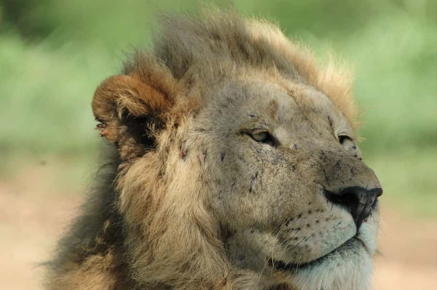 From Durban: Hluhluwe Imfolozi Game Reserve Day Trip - The guides can make or break the day