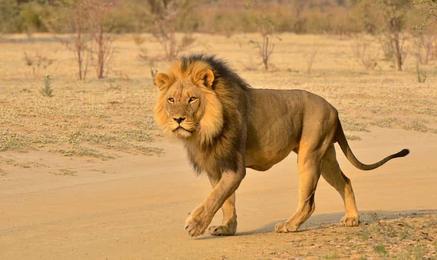 From Durban: Hluhluwe Imfolozi Game Reserve Day Trip - Timing, comfort, and the return to Durban