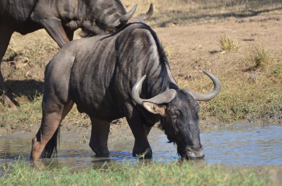 From Durban: Hluhluwe Imfolozi Game Reserve Day Trip - Searching for the Big 5 inside the reserve