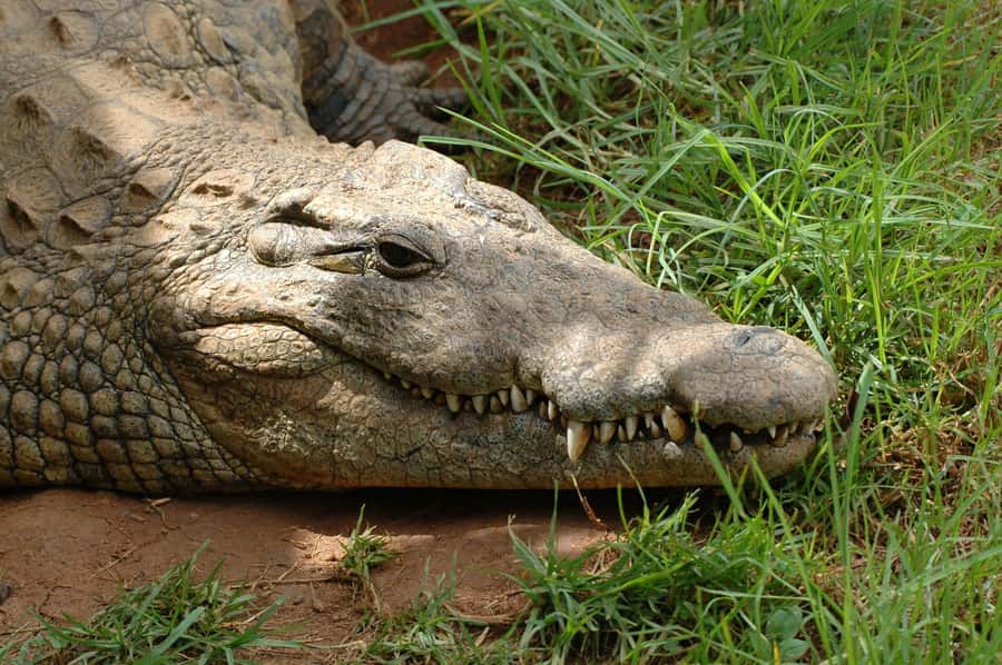 From Durban: Safari & PheZulu Village Day Tour - Key points at a glance