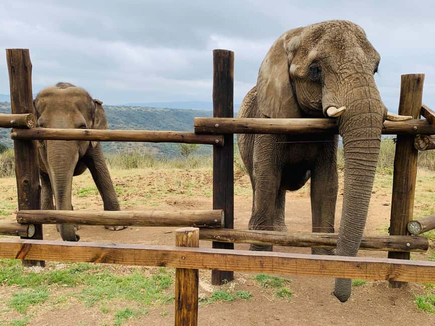 From Durban: Safari & PheZulu Village Day Tour - Is $242 a fair price?