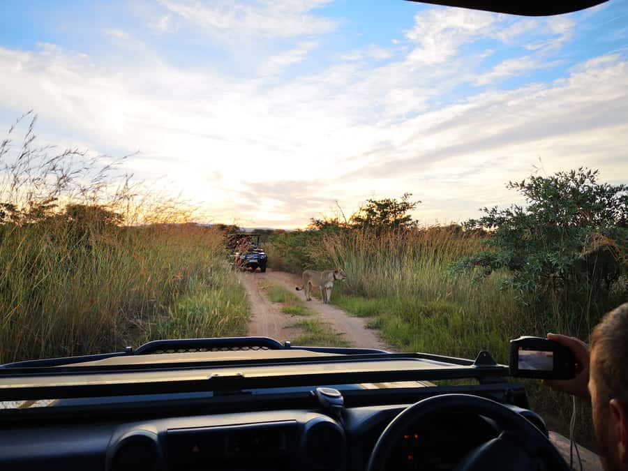 From Durban: Wildlife Lovers Big 5 Safari at 2 Game Reserves - Why the two-reserve format works