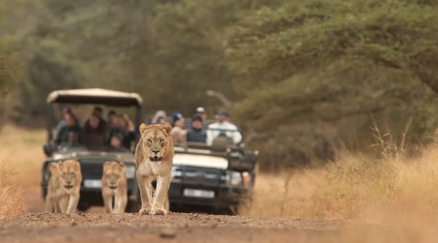 From Durban: Wildlife Lovers Big 5 Safari at 2 Game Reserves - Hluhluwe-Imfolozi and its white rhino story