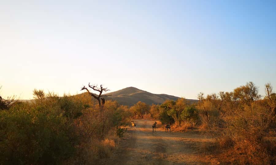 From Durban: Wildlife Lovers Big 5 Safari at 2 Game Reserves - What the price means in practical terms