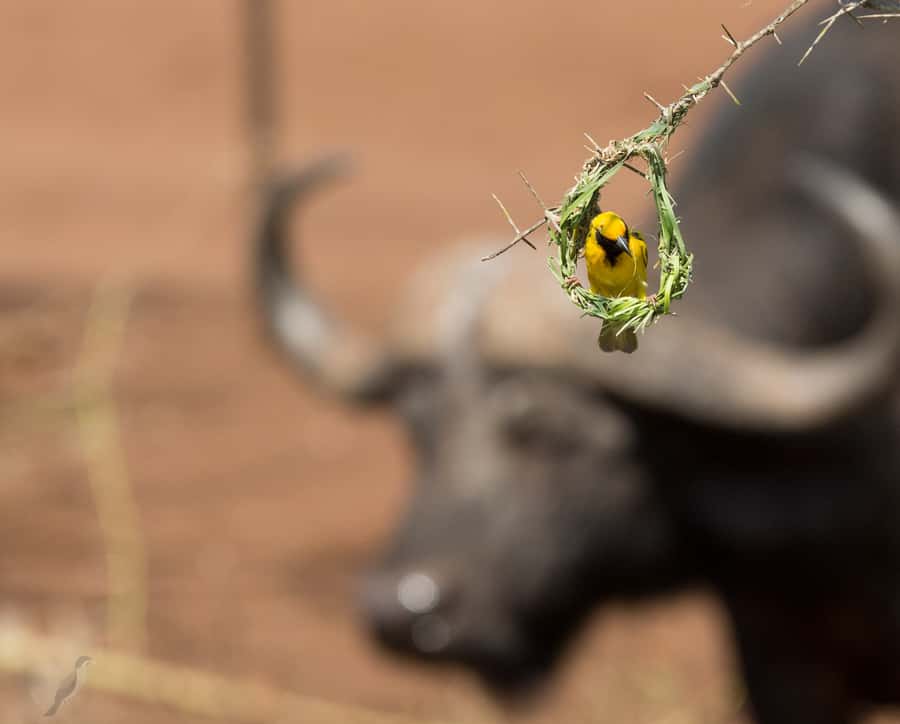 From Durban: Wildlife Lovers Big 5 Safari at 2 Game Reserves - Small details that improve the day