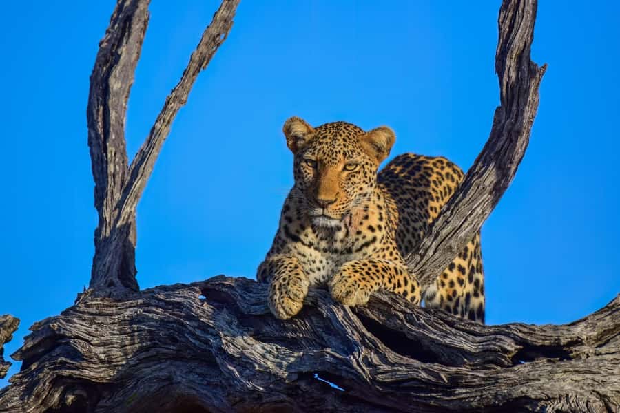 From Hazy View: Full Day Kruger National Park Safari - Key points to know before booking