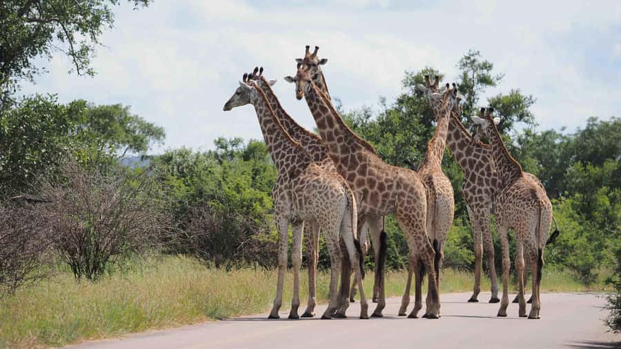 From Hazy View: Full Day Kruger National Park Safari - Why the 5:30 am departure matters