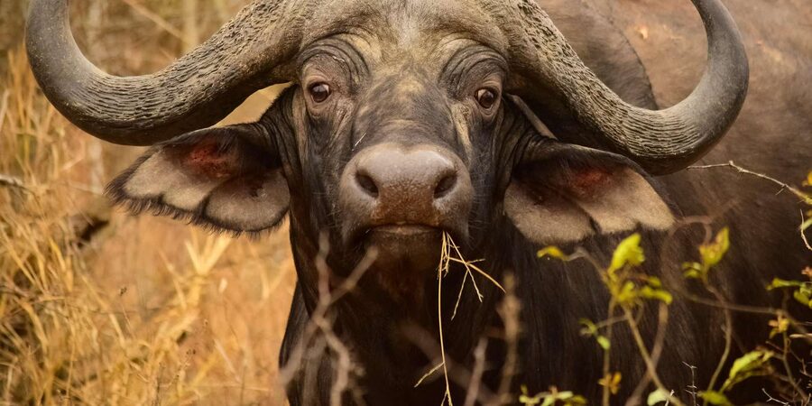From Hazy View: Full Day Kruger National Park Safari - The breakfast stop after the sunrise drive