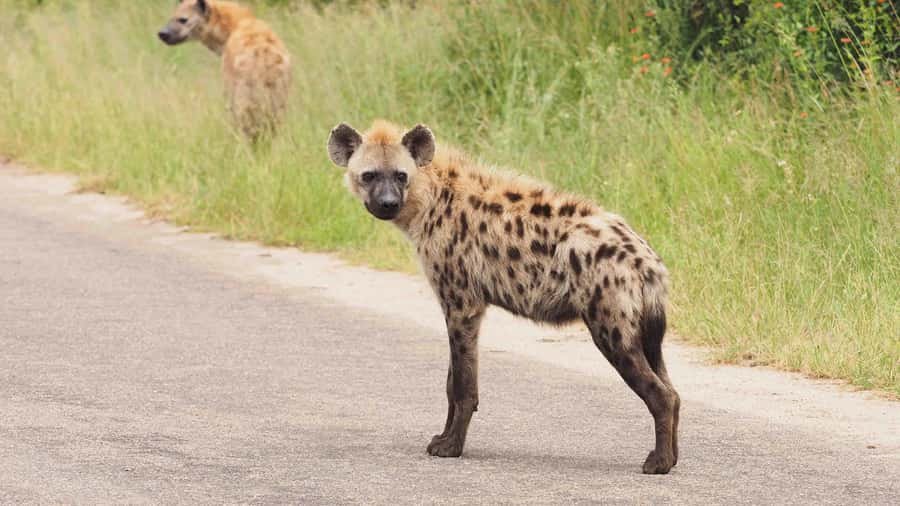From Hazy View: Full Day Kruger National Park Safari - A second three-hour game drive