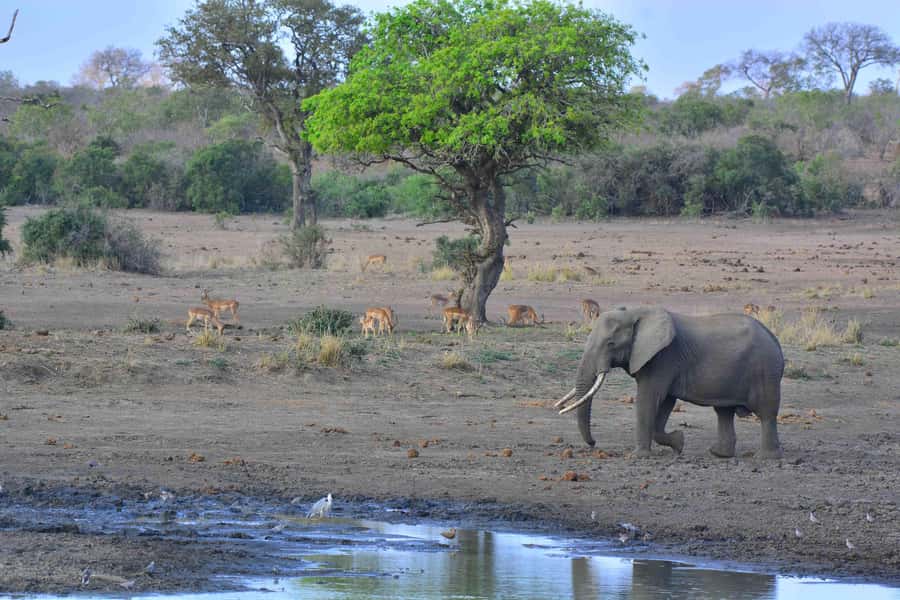 From Hazy View: Full Day Kruger National Park Safari - The final two-hour drive and return to Hazyview