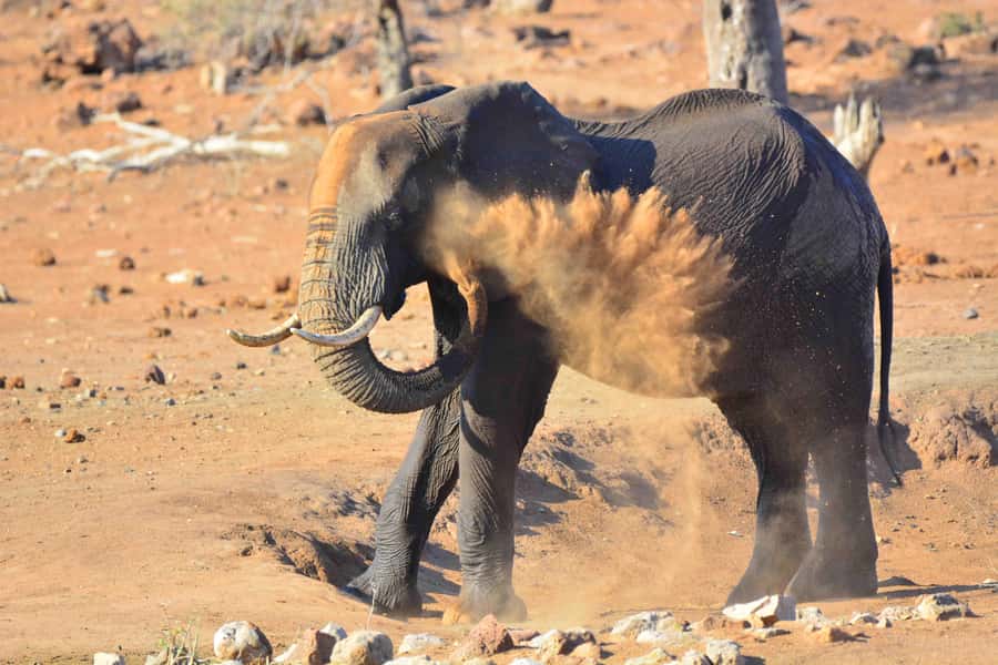 From Hazy View: Full Day Kruger National Park Safari - Who should book this Kruger safari
