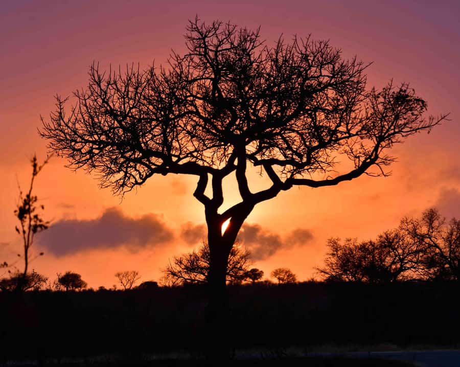 From Hazy View: Full Day Kruger National Park Safari - Riding the safari jeep from Hazyview