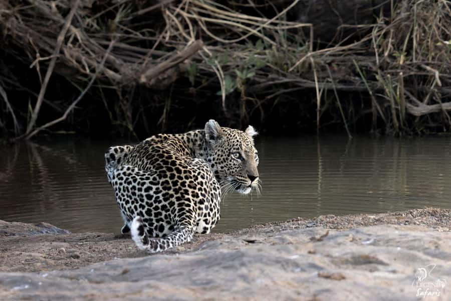 From Hazyview: Kruger National Park Full-Day Safari - Why the pre-sunrise start matters