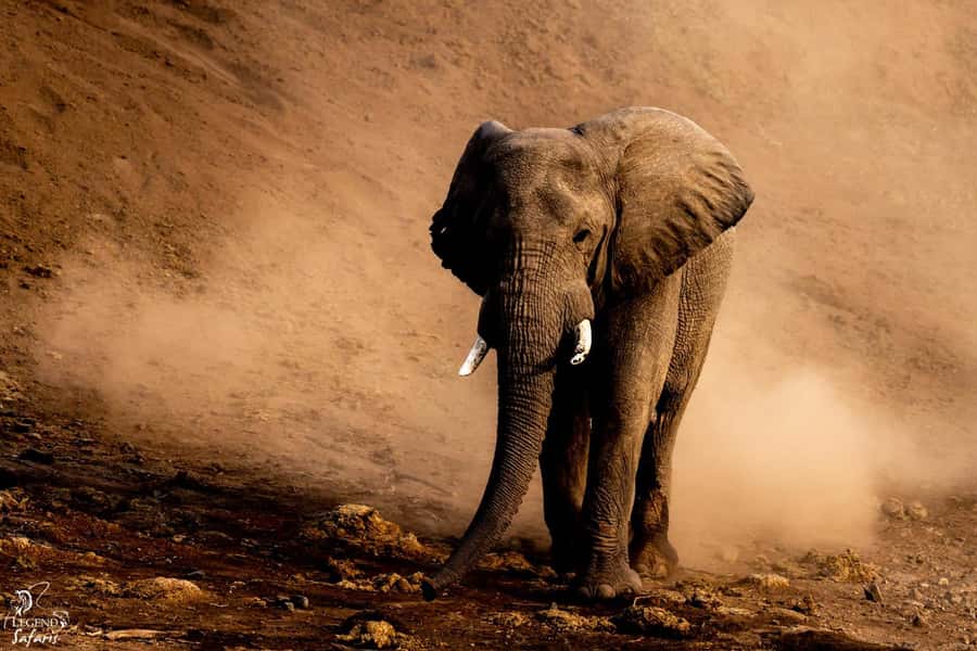 From Hazyview: Kruger National Park Full-Day Safari - The midday bush requires patience