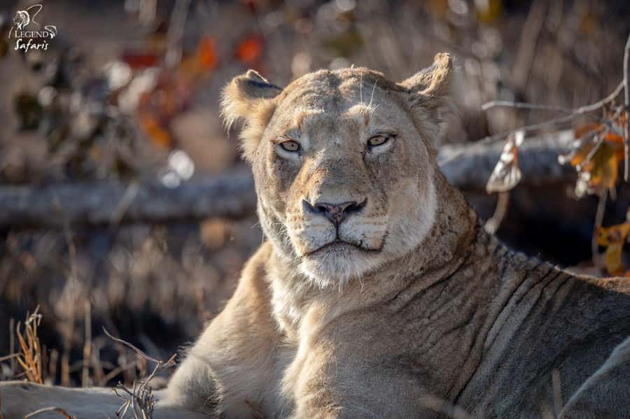 From Hazyview: Kruger National Park Morning Half-Day Safari - Rain, timing, and realistic expectations