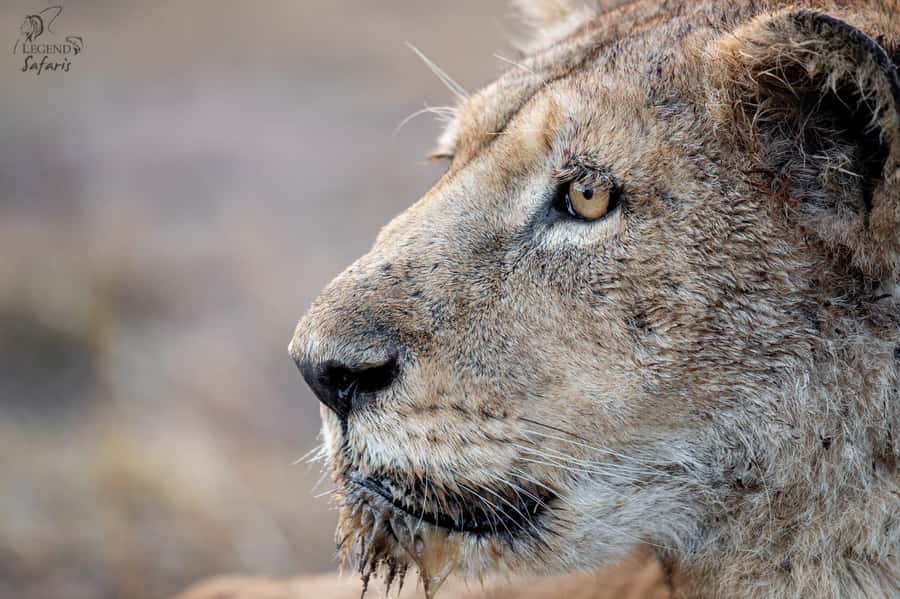 From Hazyview: Kruger National Park Morning Half-Day Safari - Reaching Kruger through Phabeni Gate