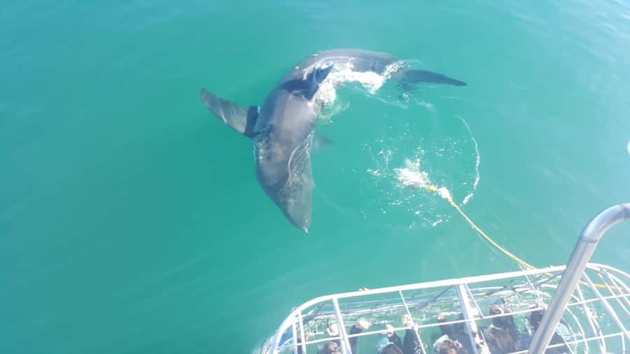 From Hermanus: Cruise with Shark Cage Dive and Lunch - Is $168 a fair price?
