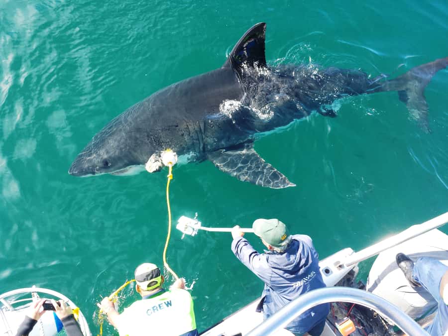 From Hermanus: Cruise with Shark Cage Dive and Lunch - What the Hermanus shark trip is really like