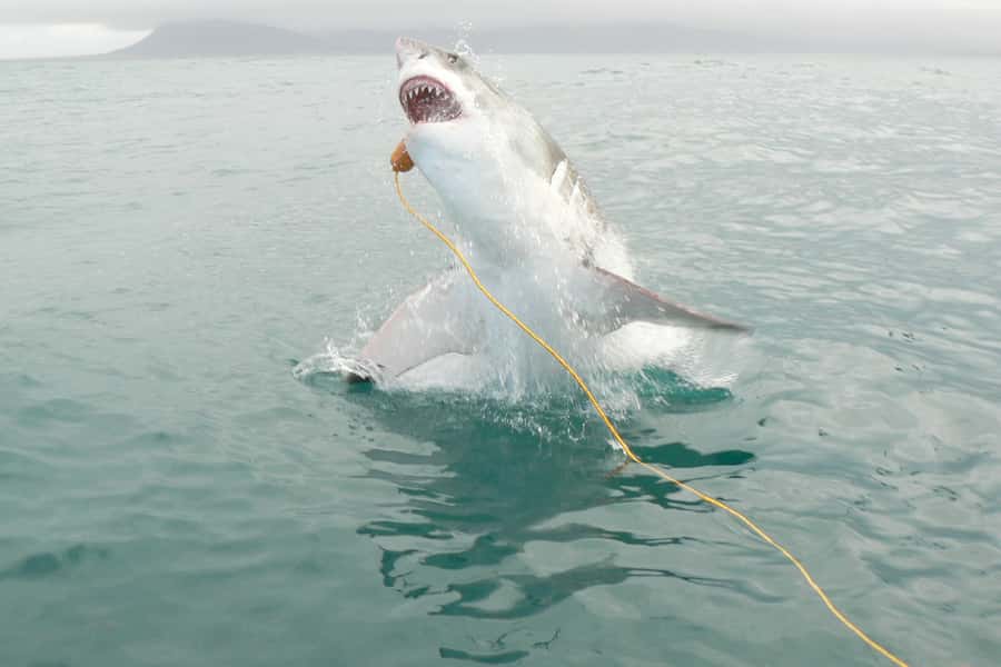 From Hermanus: Cruise with Shark Cage Dive and Lunch - Which sharks might you see?